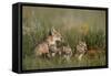 Swift Fox (Vulpes velox) family of a vixen and four kits, Pawnee National Grassland, Colorado, USA-James Hager-Framed Stretched Canvas