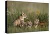 Swift Fox (Vulpes velox) family of a vixen and four kits, Pawnee National Grassland, Colorado, USA-James Hager-Stretched Canvas