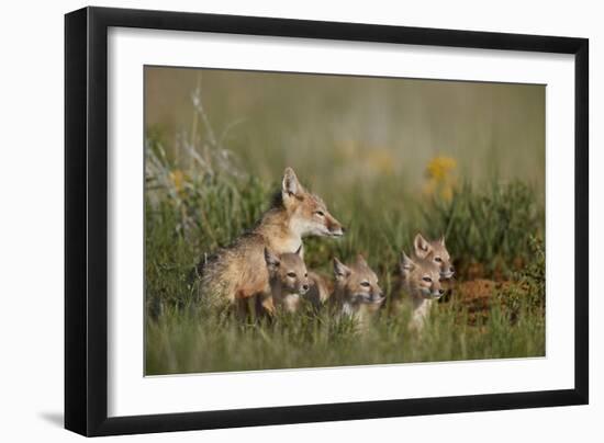 Swift Fox (Vulpes velox) family of a vixen and four kits, Pawnee National Grassland, Colorado, USA-James Hager-Framed Photographic Print