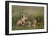 Swift Fox (Vulpes velox) family of a vixen and four kits, Pawnee National Grassland, Colorado, USA-James Hager-Framed Photographic Print