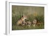 Swift Fox (Vulpes velox) family of a vixen and four kits, Pawnee National Grassland, Colorado, USA-James Hager-Framed Photographic Print