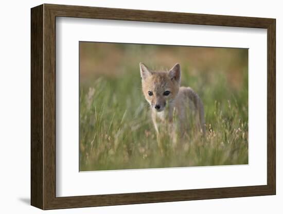 Swift fox (Vulpes velox) kit, Pawnee National Grassland, Colorado, United States of America, North -James Hager-Framed Photographic Print