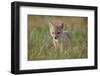 Swift fox (Vulpes velox) kit, Pawnee National Grassland, Colorado, United States of America, North -James Hager-Framed Photographic Print