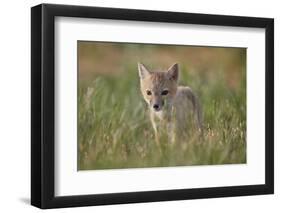 Swift fox (Vulpes velox) kit, Pawnee National Grassland, Colorado, United States of America, North -James Hager-Framed Photographic Print