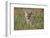 Swift fox (Vulpes velox) kit, Pawnee National Grassland, Colorado, United States of America, North -James Hager-Framed Photographic Print