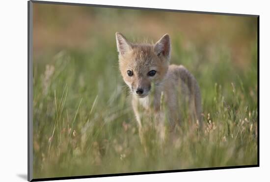 Swift fox (Vulpes velox) kit, Pawnee National Grassland, Colorado, United States of America, North -James Hager-Mounted Photographic Print