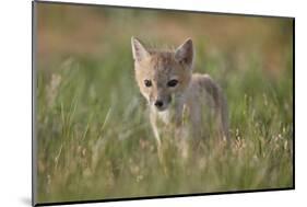 Swift fox (Vulpes velox) kit, Pawnee National Grassland, Colorado, United States of America, North -James Hager-Mounted Photographic Print