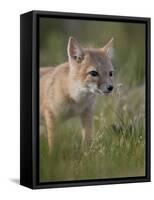 Swift fox (Vulpes velox) kit, Pawnee National Grassland, Colorado, United States of America, North -James Hager-Framed Stretched Canvas