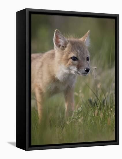 Swift fox (Vulpes velox) kit, Pawnee National Grassland, Colorado, United States of America, North -James Hager-Framed Stretched Canvas