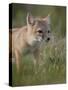 Swift fox (Vulpes velox) kit, Pawnee National Grassland, Colorado, United States of America, North -James Hager-Stretched Canvas