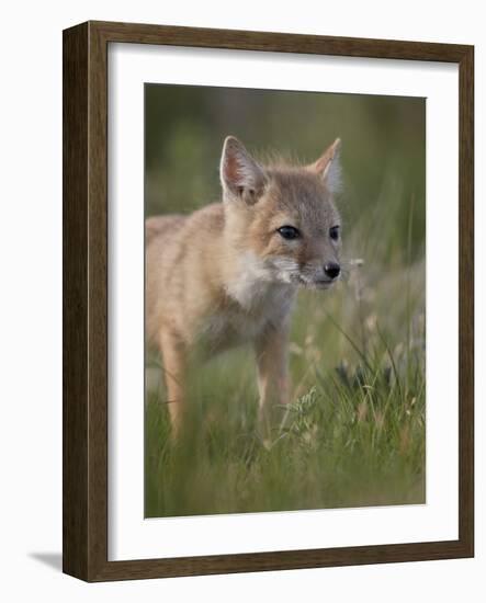 Swift fox (Vulpes velox) kit, Pawnee National Grassland, Colorado, United States of America, North -James Hager-Framed Photographic Print