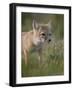 Swift fox (Vulpes velox) kit, Pawnee National Grassland, Colorado, United States of America, North -James Hager-Framed Photographic Print
