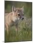 Swift fox (Vulpes velox) kit, Pawnee National Grassland, Colorado, United States of America, North -James Hager-Mounted Photographic Print