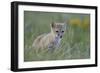 Swift Fox (Vulpes velox) kit, Pawnee National Grassland, Colorado, USA, North America-James Hager-Framed Photographic Print