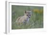 Swift Fox (Vulpes velox) kit, Pawnee National Grassland, Colorado, USA, North America-James Hager-Framed Photographic Print