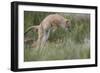 Swift Fox (Vulpes velox) kit pouncing, Pawnee National Grassland, Colorado, USA, North America-James Hager-Framed Photographic Print