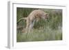 Swift Fox (Vulpes velox) kit pouncing, Pawnee National Grassland, Colorado, USA, North America-James Hager-Framed Photographic Print