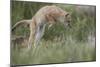 Swift Fox (Vulpes velox) kit pouncing, Pawnee National Grassland, Colorado, USA, North America-James Hager-Mounted Photographic Print