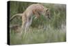 Swift Fox (Vulpes velox) kit pouncing, Pawnee National Grassland, Colorado, USA, North America-James Hager-Stretched Canvas