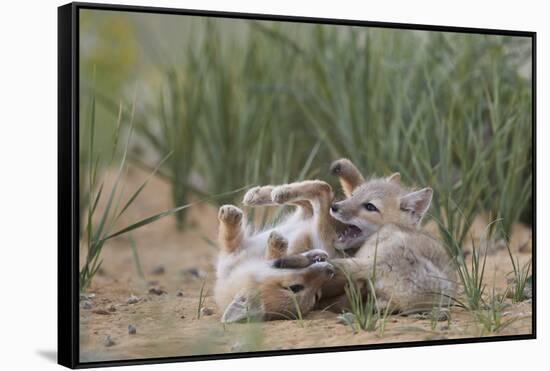 Swift fox (Vulpes velox) kits playing, Pawnee National Grassland, Colorado, United States of Americ-James Hager-Framed Stretched Canvas