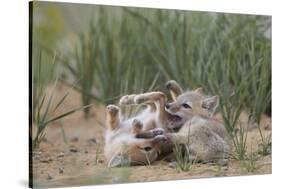 Swift fox (Vulpes velox) kits playing, Pawnee National Grassland, Colorado, United States of Americ-James Hager-Stretched Canvas