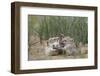 Swift fox (Vulpes velox) kits playing, Pawnee National Grassland, Colorado, United States of Americ-James Hager-Framed Photographic Print