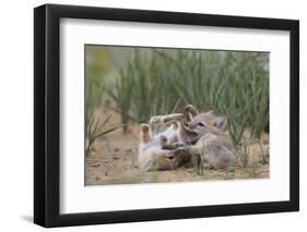 Swift fox (Vulpes velox) kits playing, Pawnee National Grassland, Colorado, United States of Americ-James Hager-Framed Photographic Print