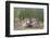 Swift fox (Vulpes velox) kits playing, Pawnee National Grassland, Colorado, United States of Americ-James Hager-Framed Photographic Print