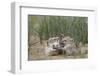 Swift fox (Vulpes velox) kits playing, Pawnee National Grassland, Colorado, United States of Americ-James Hager-Framed Photographic Print