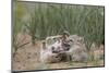 Swift fox (Vulpes velox) kits playing, Pawnee National Grassland, Colorado, United States of Americ-James Hager-Mounted Photographic Print