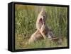 Swift fox (Vulpes velox) kits playing, Pawnee National Grassland, Colorado, United States of Americ-James Hager-Framed Stretched Canvas