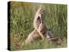 Swift fox (Vulpes velox) kits playing, Pawnee National Grassland, Colorado, United States of Americ-James Hager-Stretched Canvas