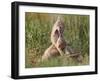 Swift fox (Vulpes velox) kits playing, Pawnee National Grassland, Colorado, United States of Americ-James Hager-Framed Photographic Print