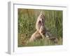 Swift fox (Vulpes velox) kits playing, Pawnee National Grassland, Colorado, United States of Americ-James Hager-Framed Photographic Print