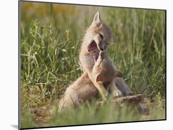 Swift fox (Vulpes velox) kits playing, Pawnee National Grassland, Colorado, United States of Americ-James Hager-Mounted Photographic Print