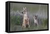 Swift Fox (Vulpes velox) vixen and kit, Pawnee National Grassland, Colorado, USA, North America-James Hager-Framed Stretched Canvas