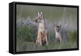 Swift Fox (Vulpes velox) vixen and kit, Pawnee National Grassland, Colorado, USA, North America-James Hager-Framed Stretched Canvas