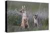 Swift Fox (Vulpes velox) vixen and kit, Pawnee National Grassland, Colorado, USA, North America-James Hager-Stretched Canvas