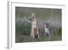 Swift Fox (Vulpes velox) vixen and kit, Pawnee National Grassland, Colorado, USA, North America-James Hager-Framed Photographic Print