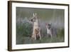 Swift Fox (Vulpes velox) vixen and kit, Pawnee National Grassland, Colorado, USA, North America-James Hager-Framed Photographic Print