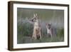 Swift Fox (Vulpes velox) vixen and kit, Pawnee National Grassland, Colorado, USA, North America-James Hager-Framed Photographic Print