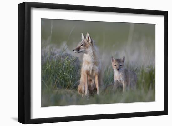 Swift Fox (Vulpes velox) vixen and kit, Pawnee National Grassland, Colorado, USA, North America-James Hager-Framed Photographic Print