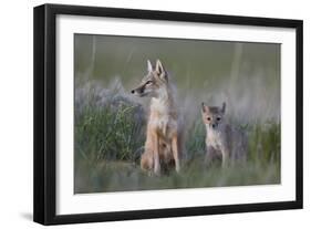 Swift Fox (Vulpes velox) vixen and kit, Pawnee National Grassland, Colorado, USA, North America-James Hager-Framed Photographic Print