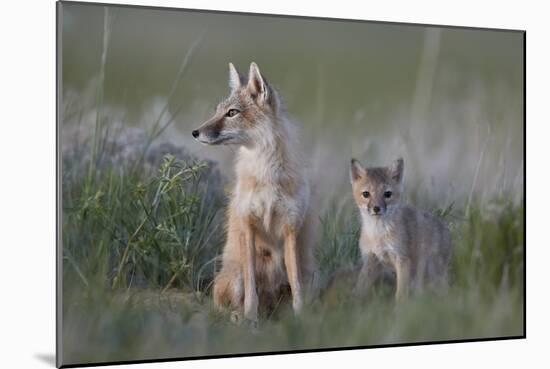 Swift Fox (Vulpes velox) vixen and kit, Pawnee National Grassland, Colorado, USA, North America-James Hager-Mounted Photographic Print