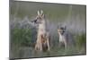 Swift Fox (Vulpes velox) vixen and kit, Pawnee National Grassland, Colorado, USA, North America-James Hager-Mounted Photographic Print