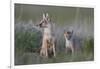 Swift Fox (Vulpes velox) vixen and kit, Pawnee National Grassland, Colorado, USA, North America-James Hager-Framed Photographic Print