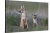 Swift Fox (Vulpes velox) vixen and kit, Pawnee National Grassland, Colorado, USA, North America-James Hager-Stretched Canvas
