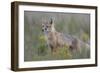 Swift Fox (Vulpes velox) vixen, Pawnee National Grassland, Colorado, USA, North America-James Hager-Framed Photographic Print