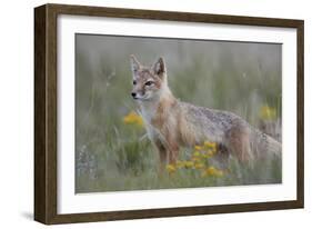 Swift Fox (Vulpes velox) vixen, Pawnee National Grassland, Colorado, USA, North America-James Hager-Framed Photographic Print