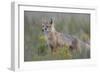 Swift Fox (Vulpes velox) vixen, Pawnee National Grassland, Colorado, USA, North America-James Hager-Framed Photographic Print